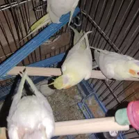 پرنده|پرنده|کوهین, |دیوار