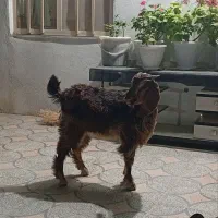 چپش ماده