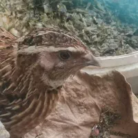 بلدرچین
