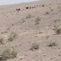 میش بره دار و توله سگ جنس دار