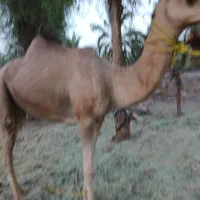 شتر نر ۴ساله لوک برای داشت برای کشتن