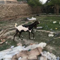 بز ماده خوشگل پاکستانی نسل دار گوش بلند چش سفید