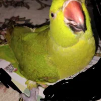 جوجه طوطی ملنگو ۲۵ روزه