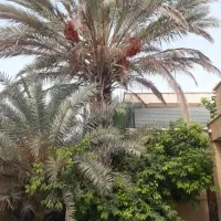 قطع نخل وبرش