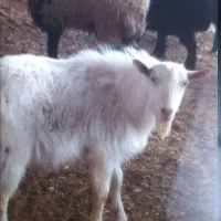 حیوانات مزرعه