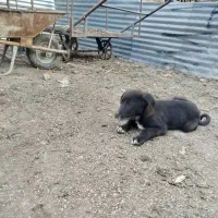 سگ پامر