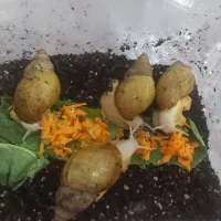 حلزون مولد آلبینو