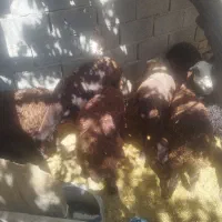 میش بره ماده