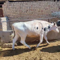 گوساله ماده چاق  درجه یک فروش یا معاوضه