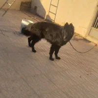 سگ بلک