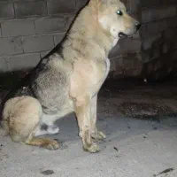 فروش سگ نگهبان