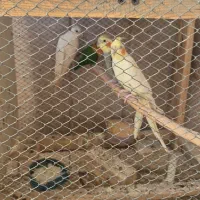 عروس هلندی ویه دونه طوطی کوتوله