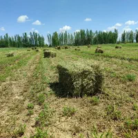 یونجه باران زدگی جین اول خشک خشک