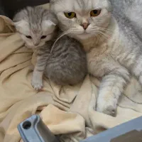 بچه گربه اسکاتیش