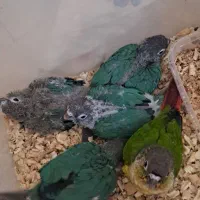 جوجه گرینجیک سرلاکی ۳۰ - ۴۵ روزه شیطون