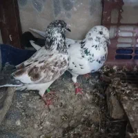 کفتر|پرنده|گرگان, |دیوار