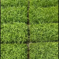 سینی جو آماده نشا