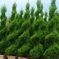 باغبانی .علفتراشی.سمپاشی .هرس. قطع با‌ اره موتوری