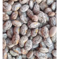 لوبیا چیتی