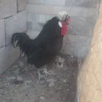 خروس،کاکلی،خوشکل،ومرغ،گیر