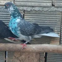 نر سوسگی فولادی