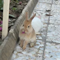 خرگوش