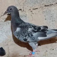 پرنده|پرنده|شوشتر, |دیوار