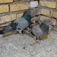 چند نوع کفتر درشادگان