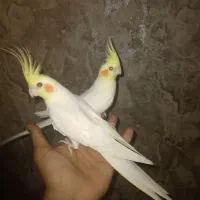 عروس هلندی نر