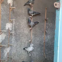 5تا نر کفتر