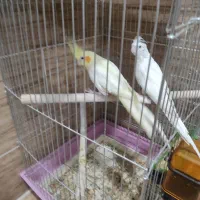 جفت عروس هلندی لوتینو و آلبینو