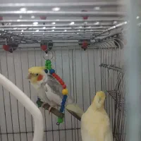 جفت عروس هلندی