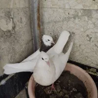 جوجه طوقی هفت نگ