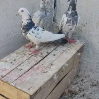 پرنده دوری نر