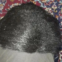 کلاگیس به فروش میرسد