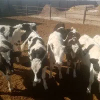 نیازمند یک کارگر مهار برای گاوداری