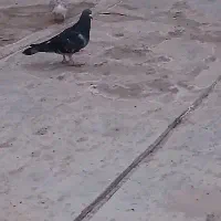 کفتر