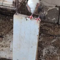 جوانه مخصوص پرش