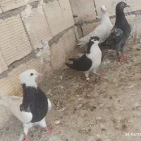 گرفتنی شرط دور