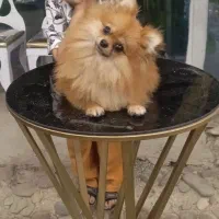پامرانین سگ