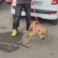 سگ پیتبول
