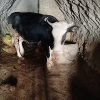 گاو