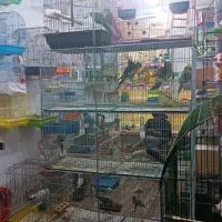 خرید و فروش پرنده سرای خانه پرندگان