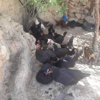 فروش مرغ و خروس