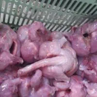 مرغ تلفاتی،غذای سگ وگربه،مخصوص غذای حیوانات تلفات
