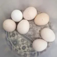 تخم نطفه دار مرغ تزینی