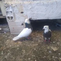 طوقی جفت،طوقی سیاه ،زرد کرمونی ، خال افشون