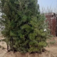 نهالستان بهار حیدربهادری انواع نهالهای میوه وتزینی