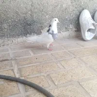 کفتر درجه ۱