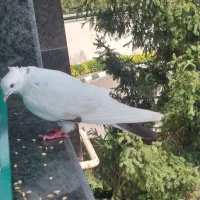کبوتر غریب